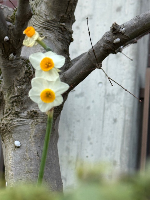 ファイル 1238-2.jpeg