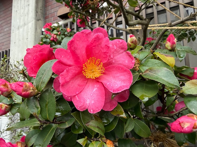 ファイル 1238-4.jpeg